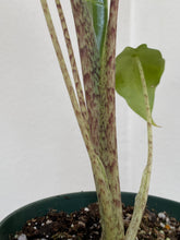 Load image into Gallery viewer, Alocasia - Sarian