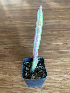Premium Assorted Succulents - Local Pickup Only