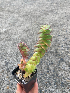 Premium Assorted Succulents - Local Pickup Only