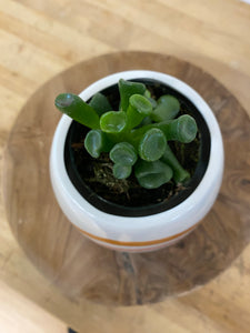 Desert Rainbow Pot