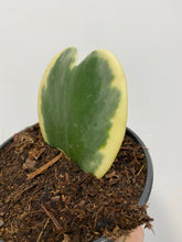 Load image into Gallery viewer, Hoya Kerrii Variegata - Variegated Sweetheart vine