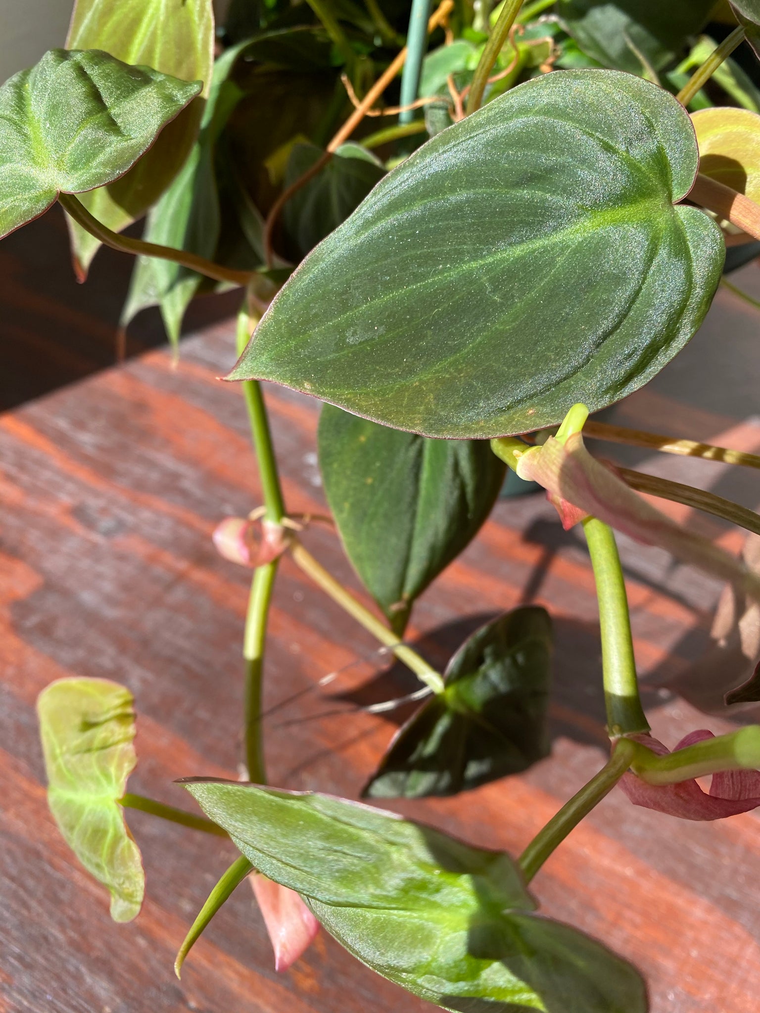 philodendron micans wild Philodendron Micans – WILDEHAUS