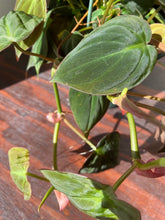 Load image into Gallery viewer, Philodendron Micans