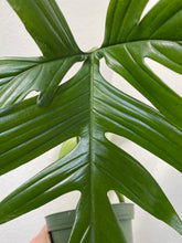 Load image into Gallery viewer, Philodendron Laciniatum