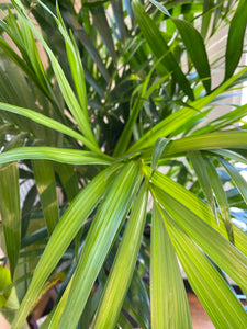 Ravenea Rivularis - Majesty Palm