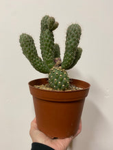 Load image into Gallery viewer, Opuntia Mamillata