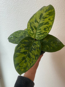 Homalomena Camouflage - 4"