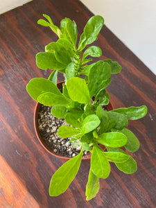 Euphorbia Neriifolia - Indian Spurge Treee
