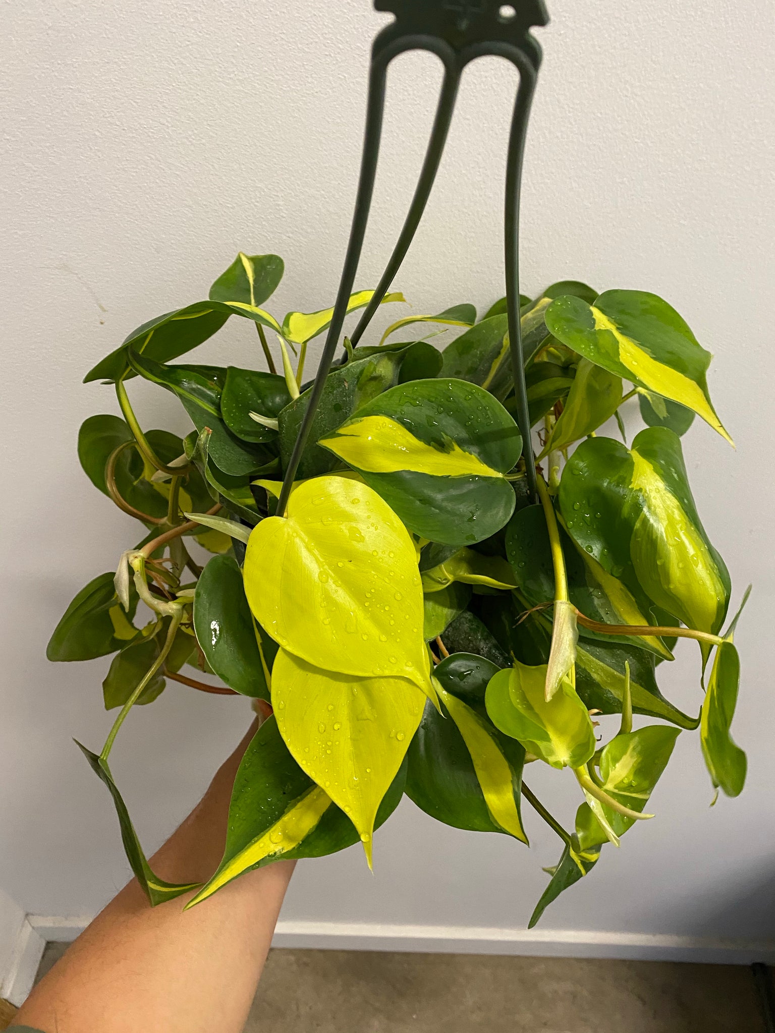 philodendron scandens yellow Philodendron Scandens
