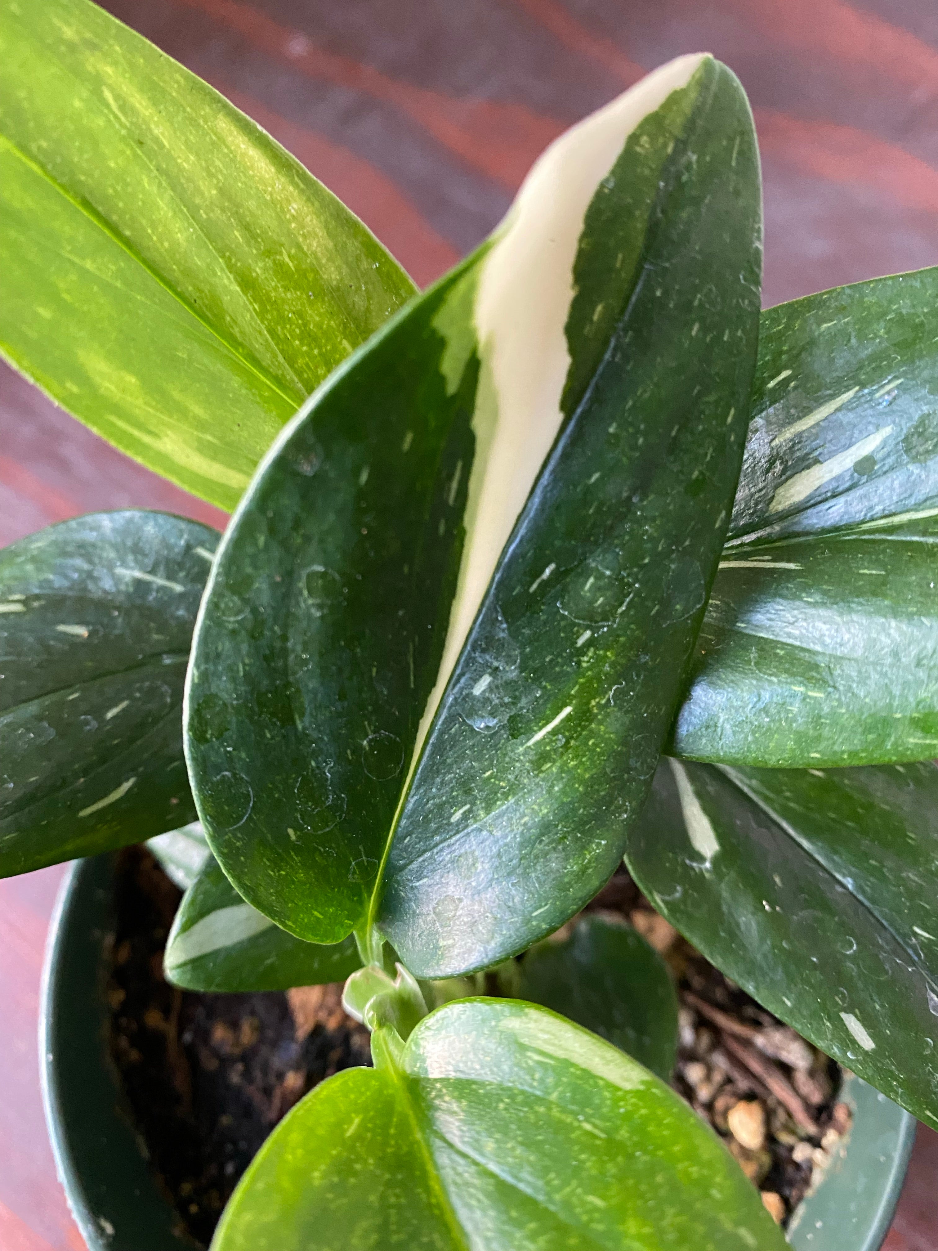 monstera standleyana albo variegated Monstera Standleyana Albo 4" – WILDEHAUS