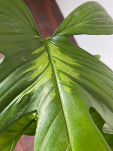 Philodendron Laciniatum
