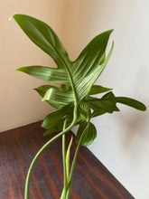 Load image into Gallery viewer, Philodendron Laciniatum