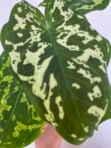 Caladium Praetermissum - Hilo Beauty