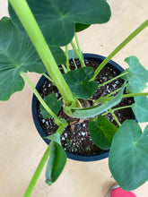Load image into Gallery viewer, Colocasia - Elephant Ear