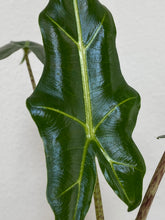 Load image into Gallery viewer, Alocasia - Sarian