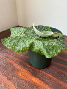 Platycerium Superbum