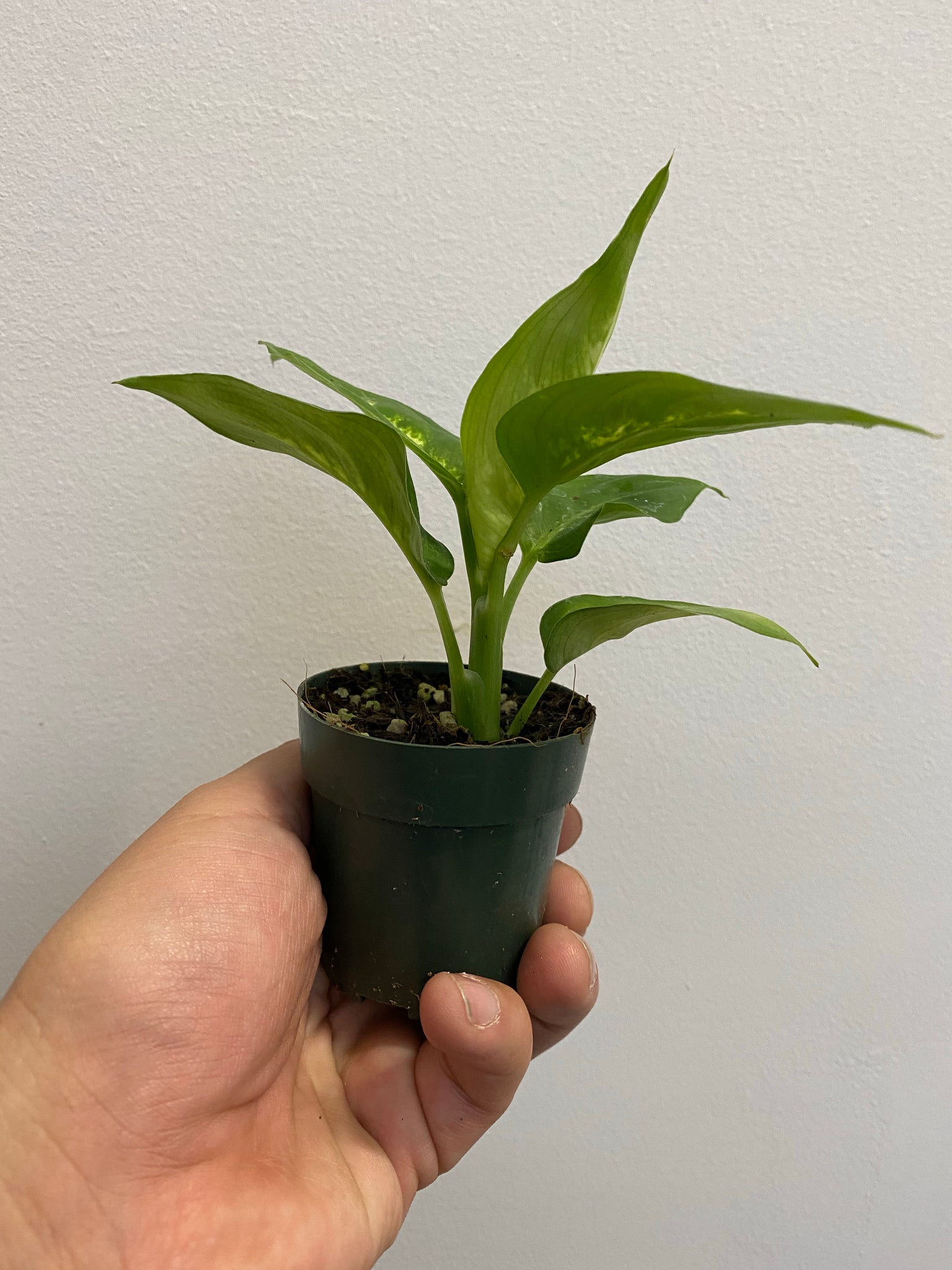 dieffenbachia small Dieffenbachia
