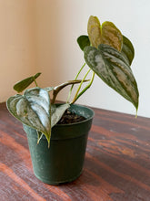 Load image into Gallery viewer, Philodendron Brandtianum