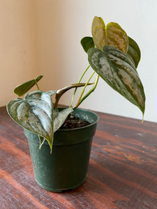 Philodendron Brandtianum