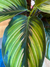 Load image into Gallery viewer, Calathea Ornata - Beauty Star - Pinstripe Plant