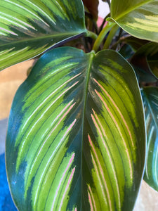 Calathea Ornata - Beauty Star - Pinstripe Plant