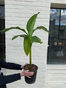 Ensete Maurelli - Banana Plant - Dwarf