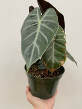 Load image into Gallery viewer, Alocasia - Purple Night