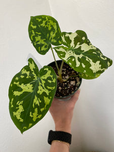 Caladium Praetermissum - Hilo Beauty