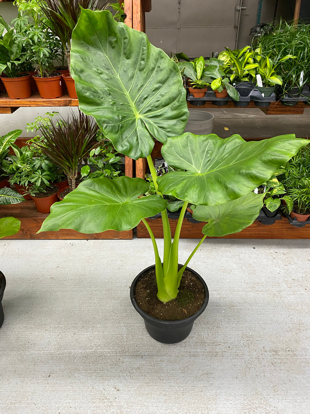 Alocasia - Elephant Ear - Macrorrhiza
