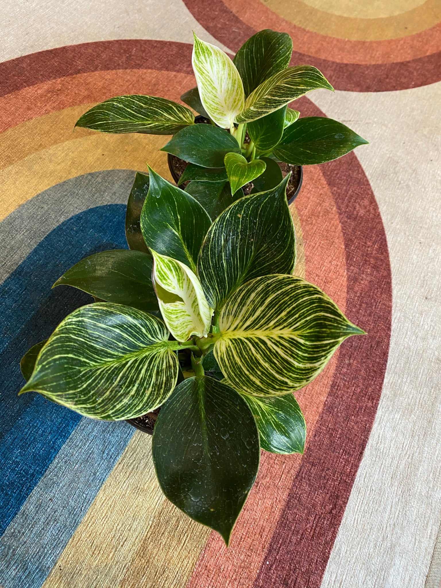 philodendron birkin with red congo variegated Philodendron Birkin – WILDEHAUS