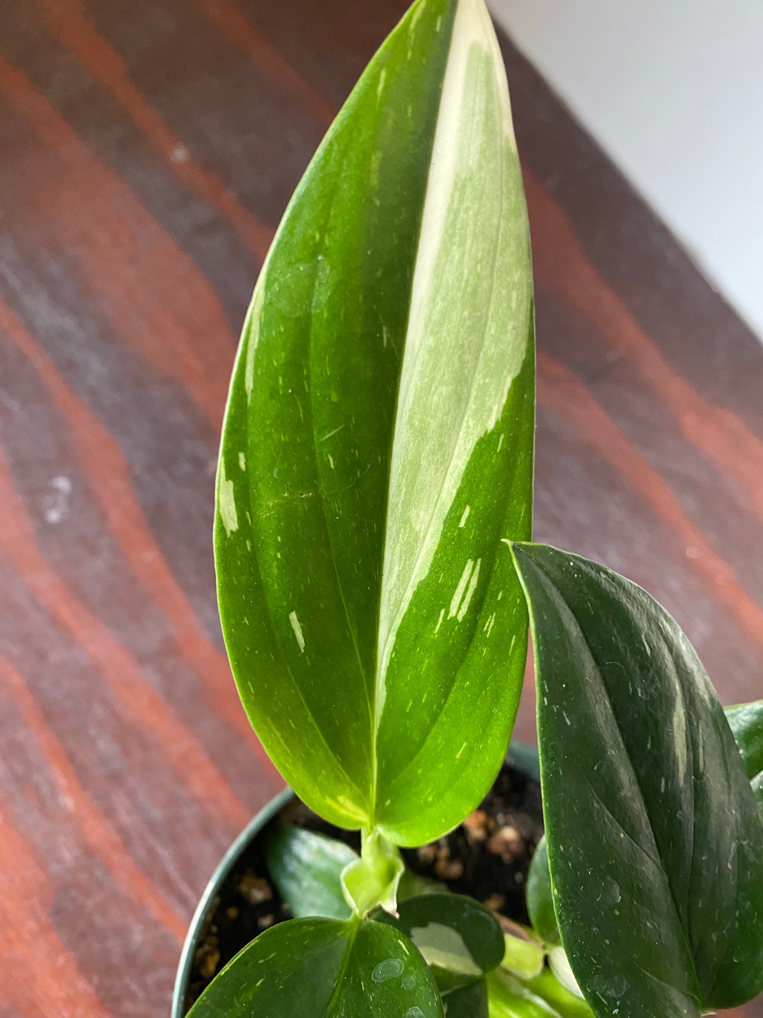 philodendron standleyana albo Monstera Standleyana Albo 4" – WILDEHAUS
