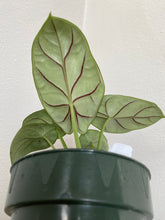 Load image into Gallery viewer, Caladium Praetermissum - Hilo Beauty