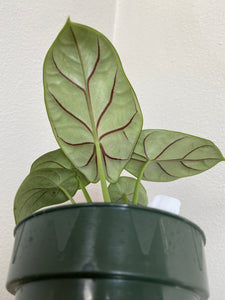 Caladium Praetermissum - Hilo Beauty