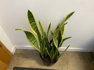 Sansevieria Trifasciata Laurentii - Variegated Snake Plant
