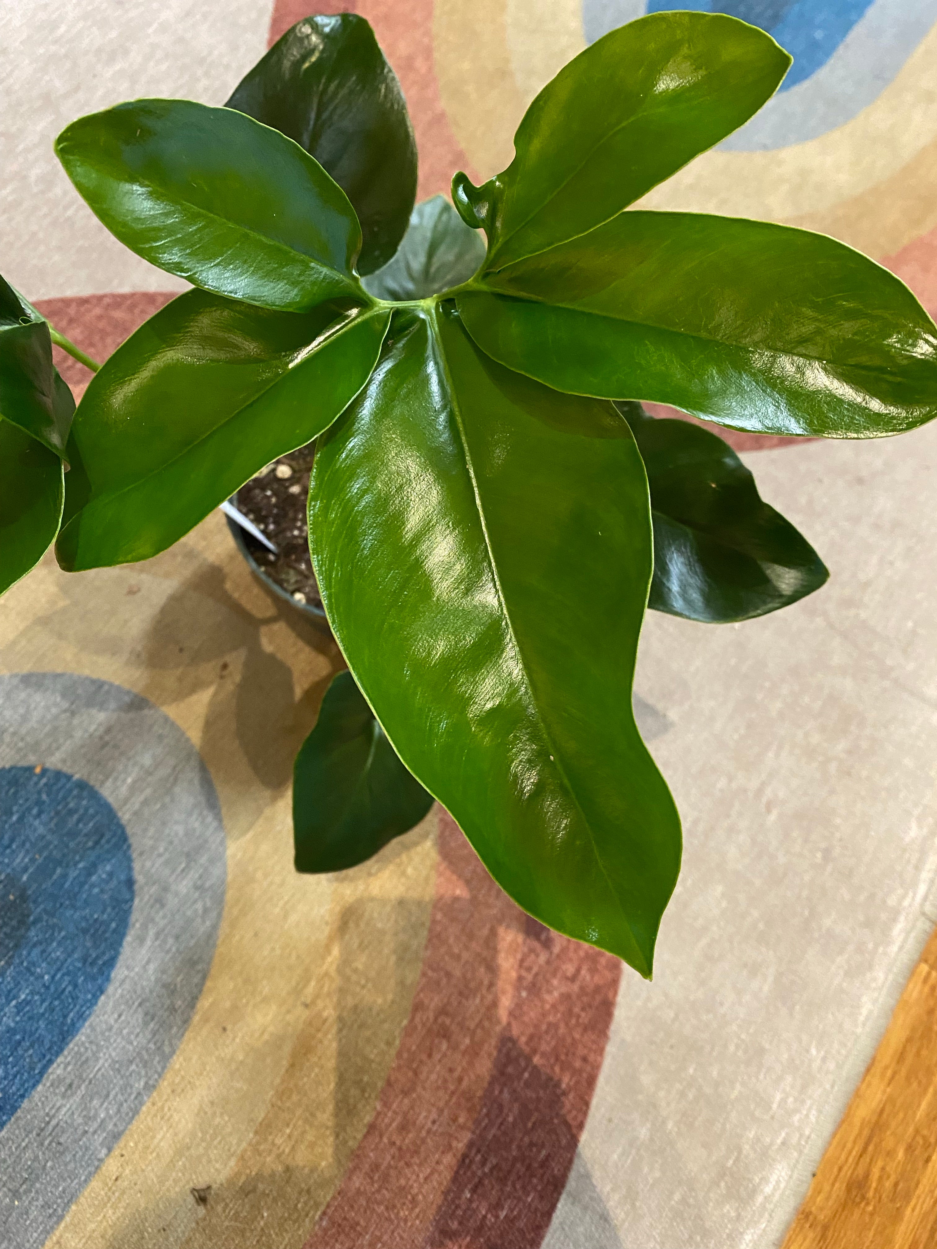 philodendron green wonder goeldii Philodendron Goeldii
