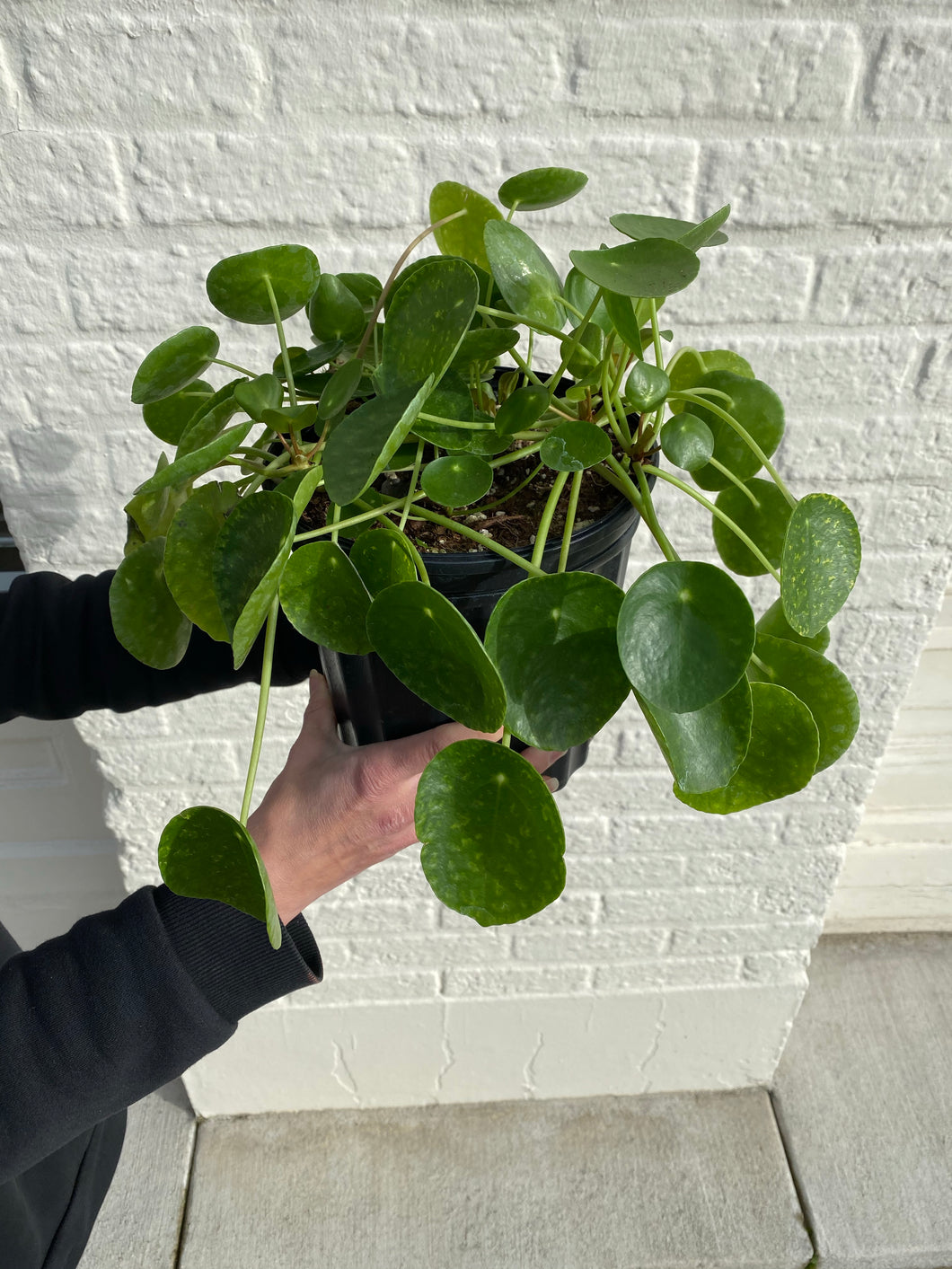 Pilea Peperomioides - Money Plant