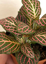 Load image into Gallery viewer, Fittonia