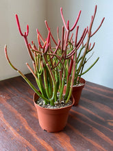 Load image into Gallery viewer, Euphorbia Tirucalli - Sticks on Fire - Red