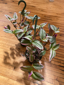 Tradescantia Nanouk - Wandering Dude