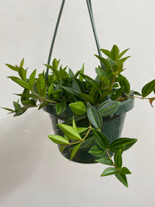 Peperomia - Angularis - 6" Hanging Basket