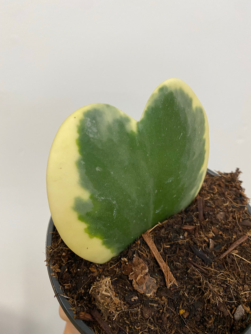 Hoya Kerrii Variegata - Variegated Sweetheart vine