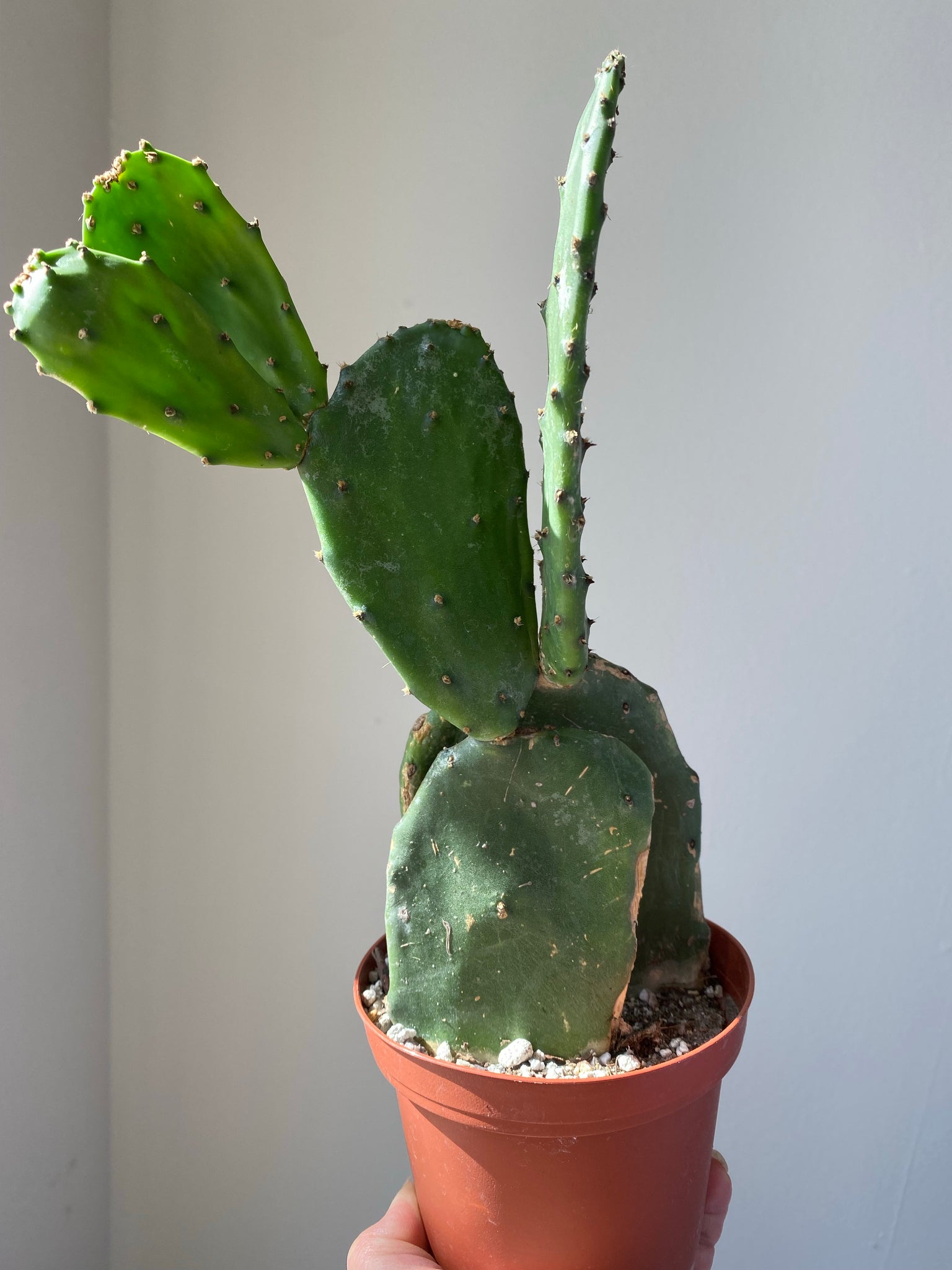 prickly pear cactus oregon Prickly Pear Cactus – WILDEHAUS