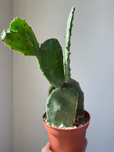 Load image into Gallery viewer, Prickly Pear Cactus