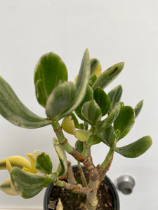 Crassula Ovata Variegata - Variegated Jade