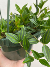 Load image into Gallery viewer, Peperomia - Angularis - 6&quot; Hanging Basket