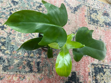 Load image into Gallery viewer, Philodendron &quot;Florida Green&quot; - 4&quot;