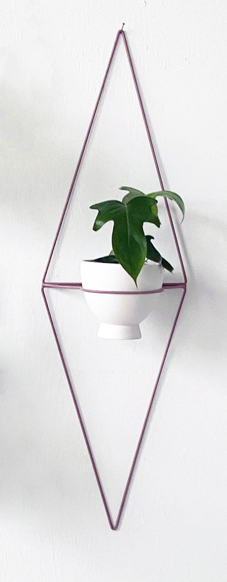 anthurium arrow Anthurium Arrow