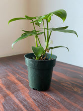Load image into Gallery viewer, Philodendron Laciniatum