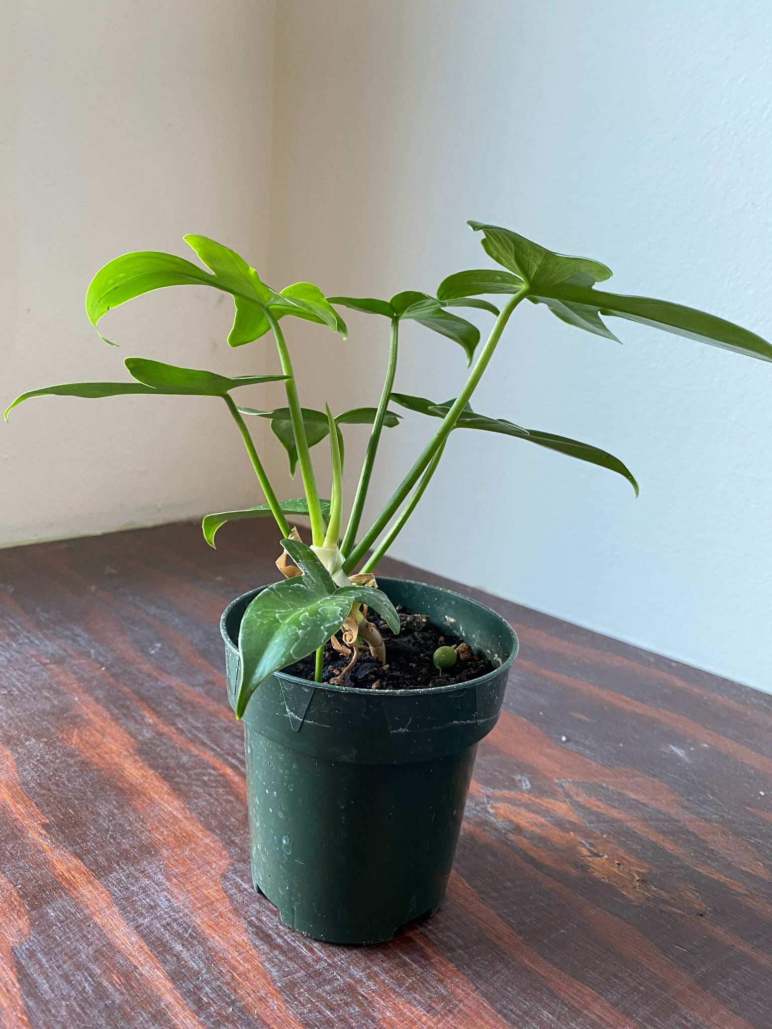 philodendron pedatum Philodendron Pedatum 4" – WILDEHAUS