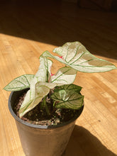 Load image into Gallery viewer, Caladium - Moonlight